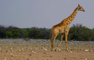 711 Namibia Okt 2006 .JPG